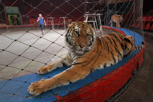 У тигра начались судороги во время выступления в цирке. Как предполагают — от голода