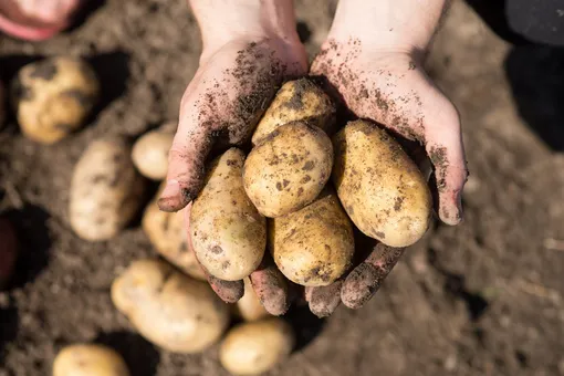Преимущества посадки картофеля «наоборот»