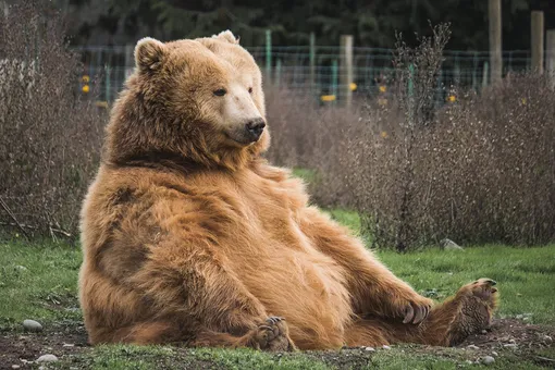 Так выглядит дружба: встреча медведицы с выкормившим её человеком после разлуки