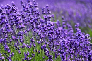 Фиолетовое чудо: как вырастить лаванду на участке