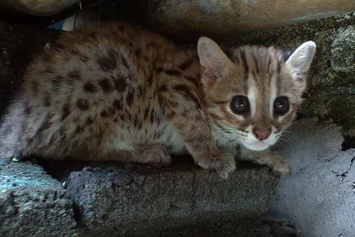 На Филиппинах водится зондская леопардовая кошка