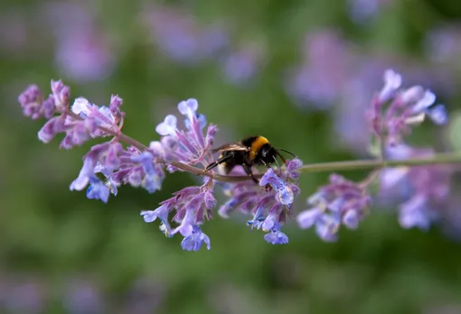 Шалфей любят пчёлы, бабочки и другие насекомые-опылители