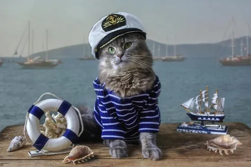 Обманули примету: на флоте служит кошка по кличке Собака