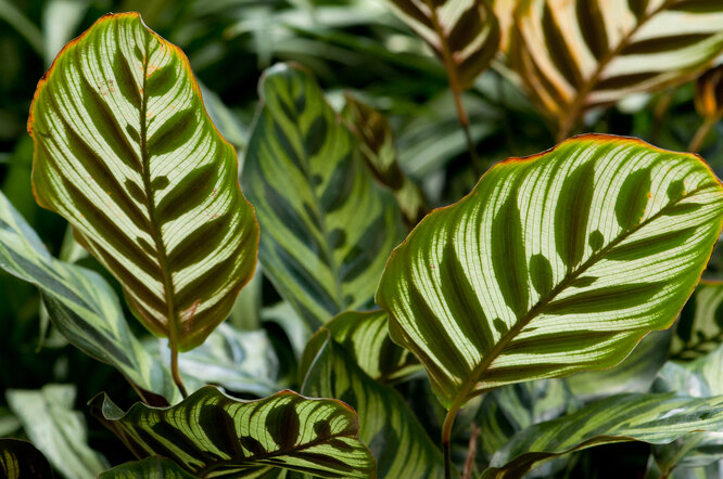 Calathea Makoya