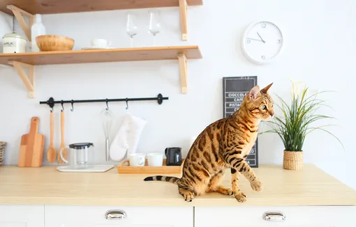 фотографии кошки бенгальской породы, кошка стоит на столе на кухне