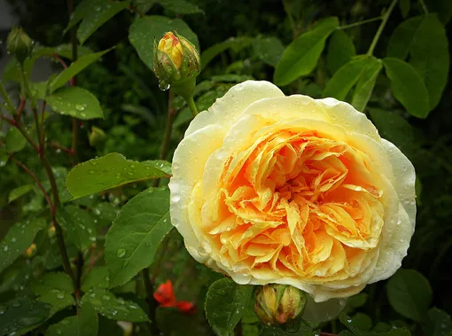 Роза, названная в честь Чарльза Дарвина, имеет очень яркий оттенок и выраженный аромат