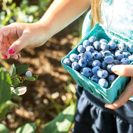 10 правил выращивания и ухода за садовой голубикой для богатого урожая
