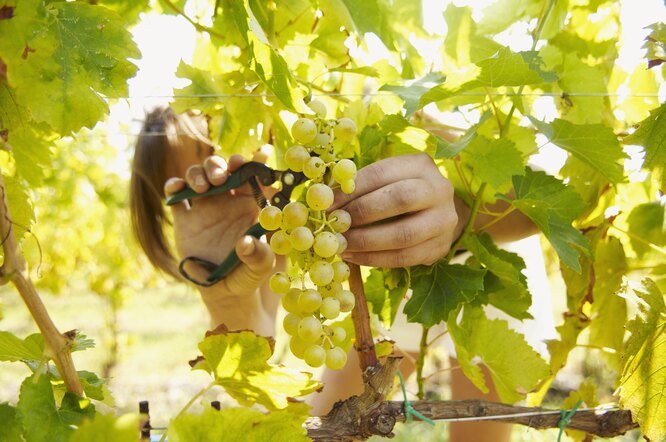 Черенки винограда: заготовка осенью, укоренение зимой, посадка весной