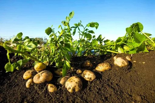 Что делать, если ботва картофеля зелёная и не сохнет?