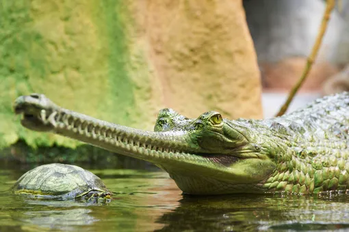 Фото папы-крокодила, катающего на спине 100 деток, покорило мир