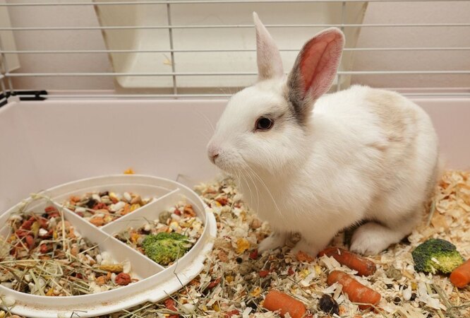 кормление кроликов в домашних условиях для начинающих