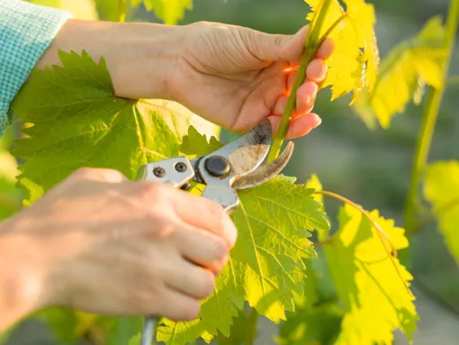 Как обрезать виноград