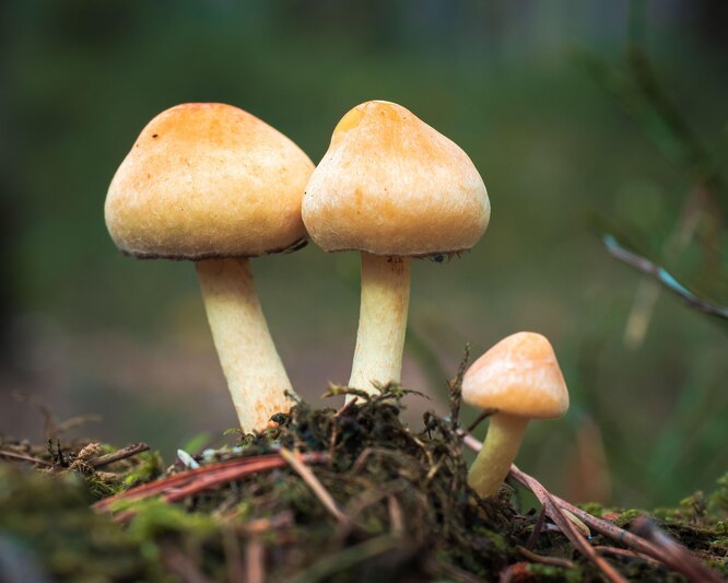 Шляпка у этого ядовитого гриба выпуклая, обычно ржавого, светло-коричневого цвета, поверхность гладкая, после дождя — клейкая