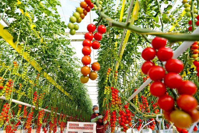 Одна из самых важных деталей для посадки томатов в теплицу — температура почвы