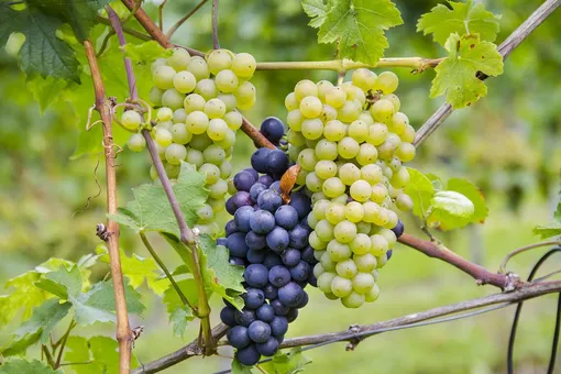 Противопоказания к проведению чеканки винограда