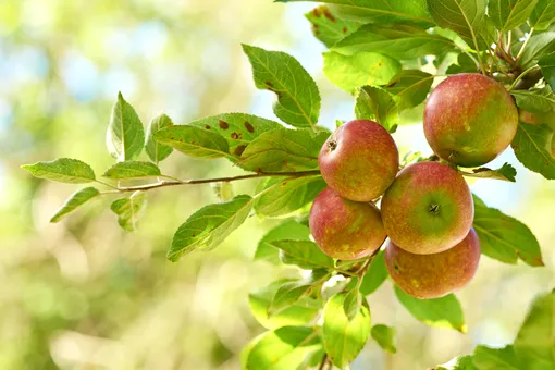 Ржавчина на яблоне начинается с болезни листьев: на их верхней стороне возникают маленькие тёмные точки, а на нижней — сосковидные выросты.