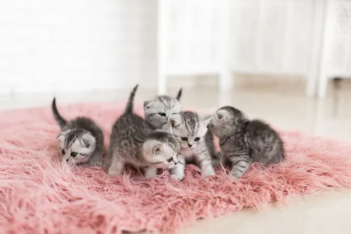 сколько кошек можно содержать в квартире