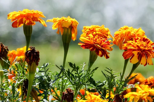 Бархатцы — самые распространённые растения на садовых участках