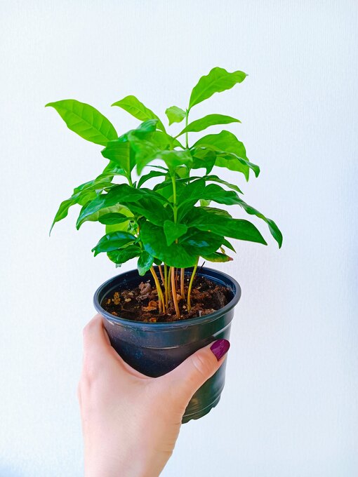 Как вырастить кофейное дерево дома в квартире: гайд для начинающих [Сад и Огород sadogorod]