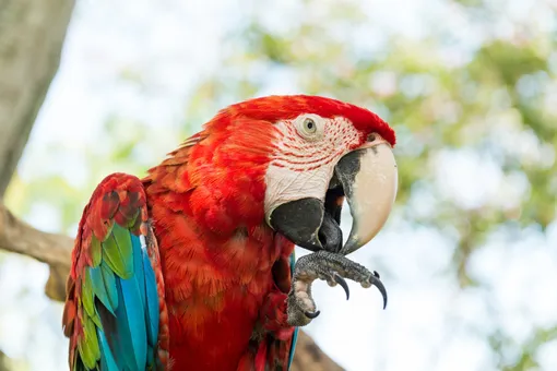 Почему попугай постоянно выщипывает себе перья и насколько это опасно