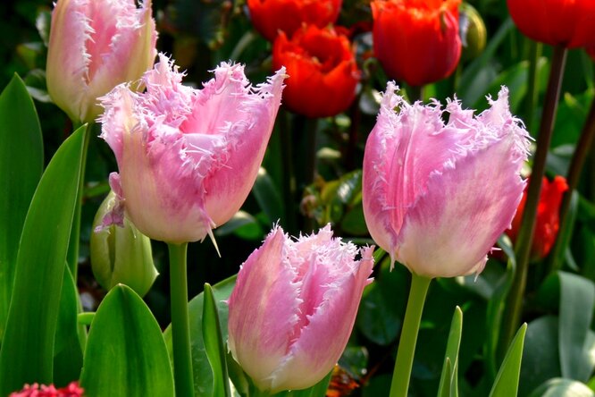 Сорта бахромчатых тюльпанов: лучшие сорта с фото и отзывами