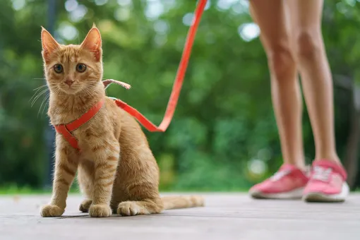Кот «гулящий»: какие породы можно выгуливать на поводке