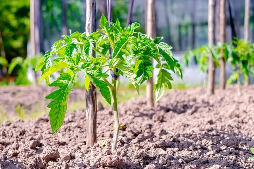 Перед посадкой рассады томатов в открытый грунт важно убедиться, что почва хорошо прогрелась