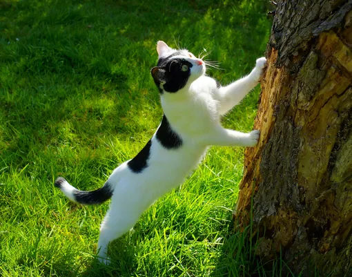 белый кот с черными пятнами хочет залезть на дерево