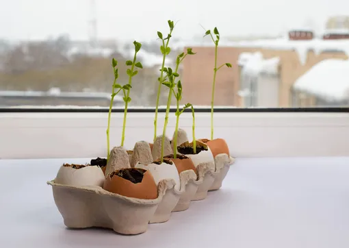 как вырастить микрозелень в лотках из-под яиц