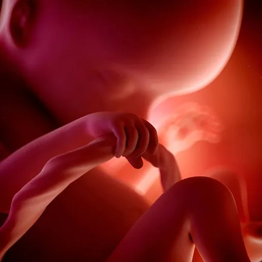 эмбрион 18 недель держится за пуповину