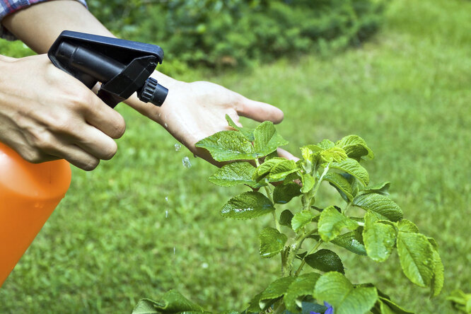 Biologický způsob, jak se vypořádat s listovými brouky