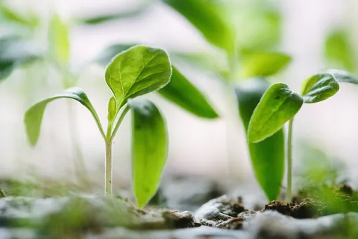 Стимуляторы роста растений ускоряют его развитие