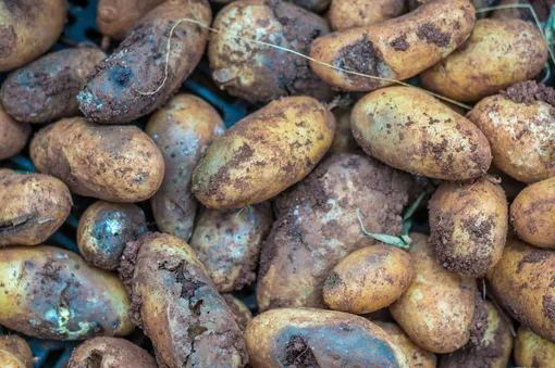Правило третье: не давать развиваться гнили картофеля