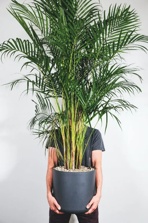 Кустовые комнатные пальмы можно размножить делением