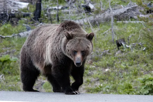 В Калифорнии медведь ворвался в магазин, чтобы воспользоваться санитайзером