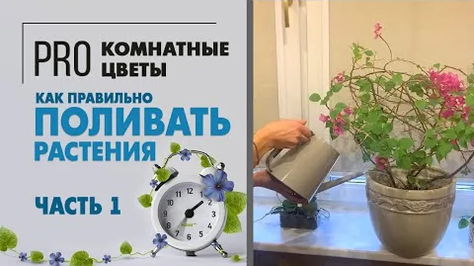 Распространенные ошибки при уходе за растениями и их исправление