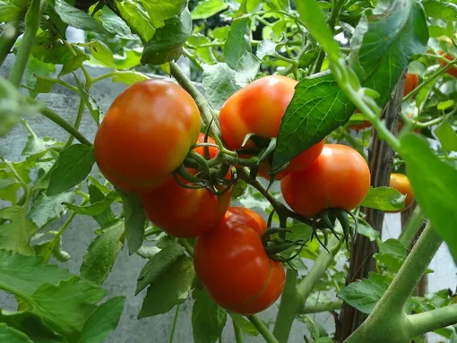 Освещение для зрелых растений томатов