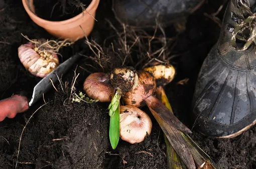 Выкапывать луковицы гладиолусов можно в сентябре