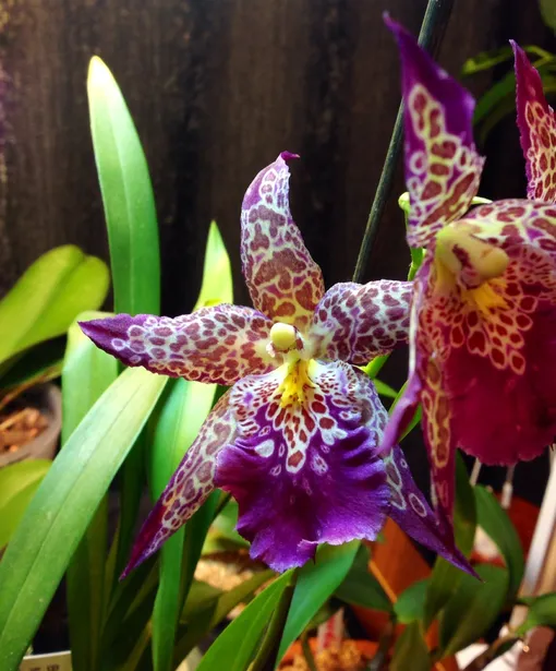 Уход и содержание орхидеи камбрии в домашних условиях