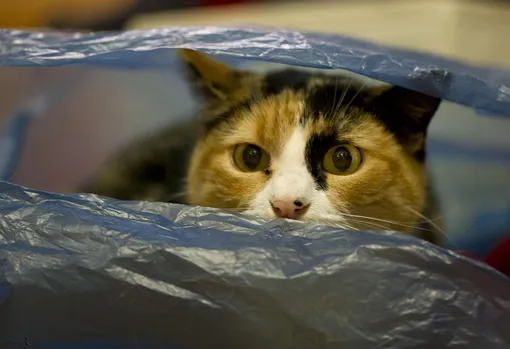 Звуки которых боятся кошки