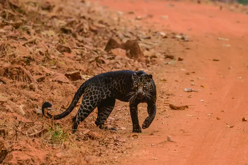 Посмотрите в эти глаза: охота редчайшего черного леопарда попала на видео