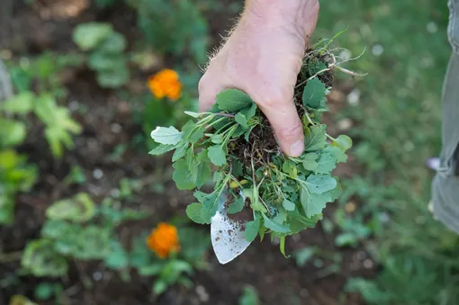 Ручная прополка — эффективный метод борьбы с сорняками