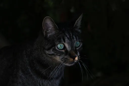 Почему кошек считают ночными животными, действительно ли это так