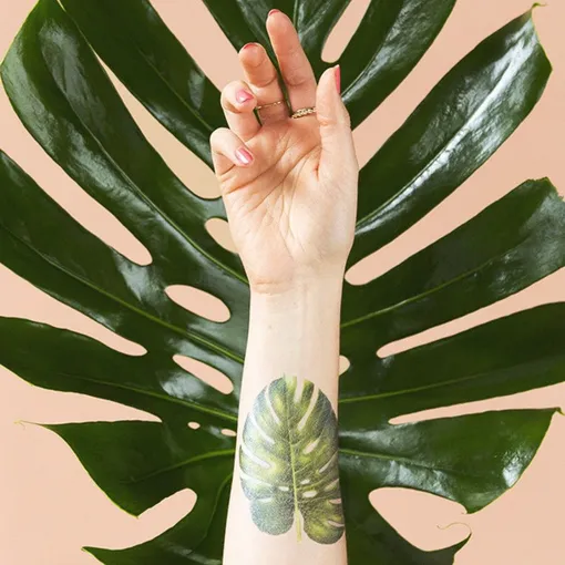 13 стильных комнатных растений с большими листьями&nbsp;