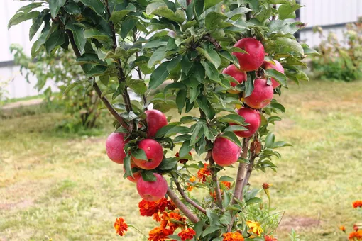 Залужение колонновидной яблони