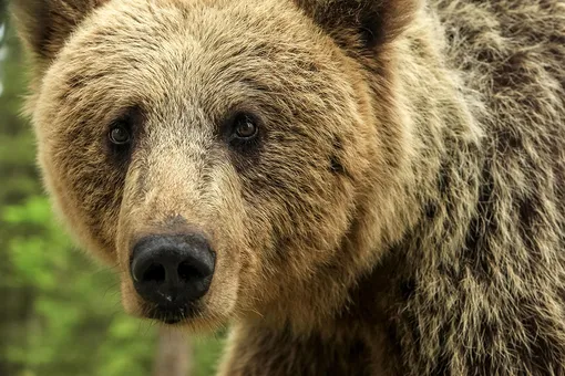 Молодой медведь попытался залезть в жилой дом — и не понял, почему ему не рады