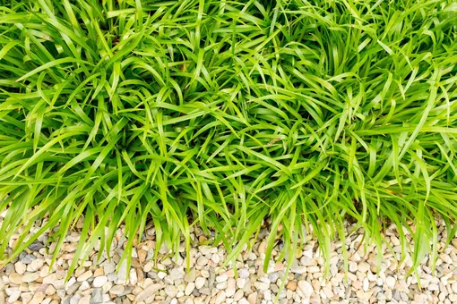 Декоративная трава — ожика