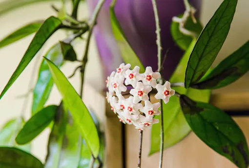 Хойя — цветущие комнатные растения
