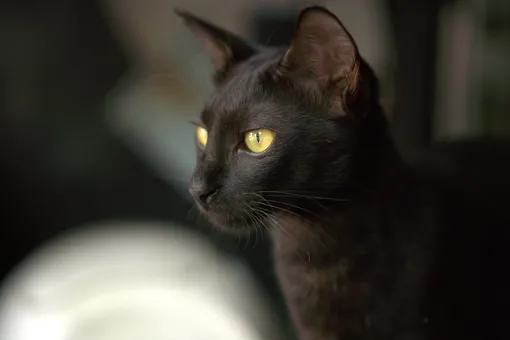 «Жил да был чёрный кот»: бомбейская кошка, которая похожа на пантеру