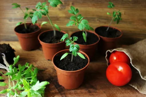 Как подготовить рассаду помидоров к высадке в теплицу